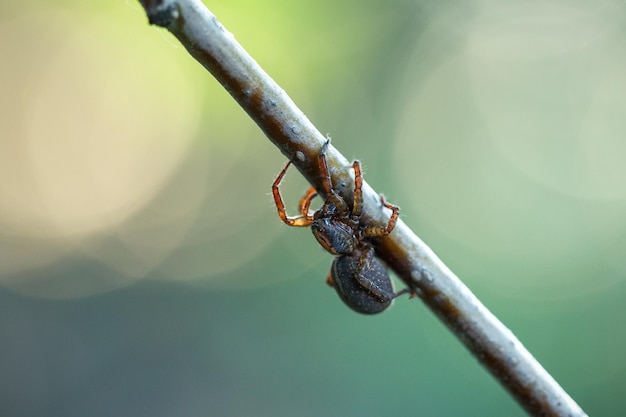 Black with brown paws spider crawls on a branch on a green background