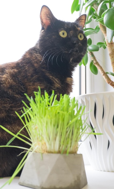 Black with red spots cat eats grass at home on the windowsill