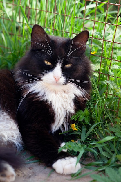 Black with white breast mustachioed cat lies on the grass