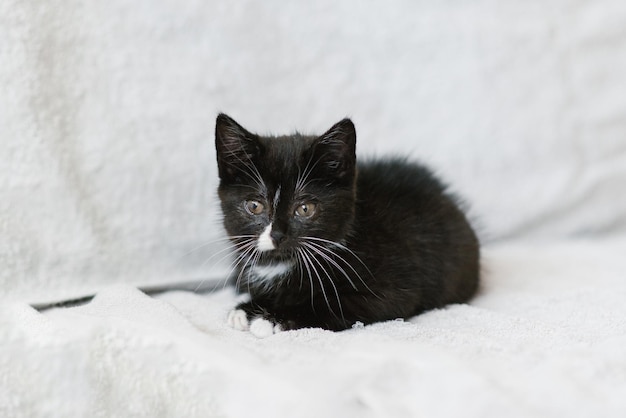 A black with white spots little cat is lying on the couch