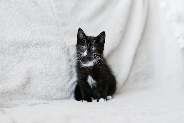 Black with white spots little cat sitting on the couch