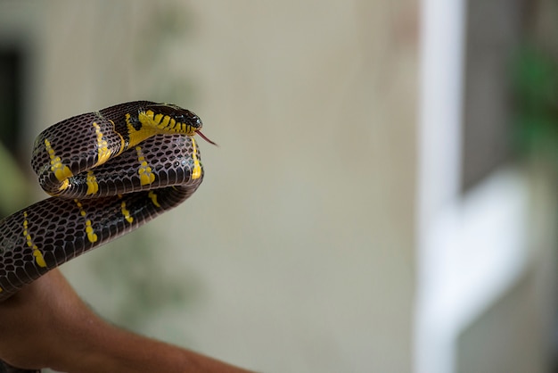 Black and yellow snake in hand