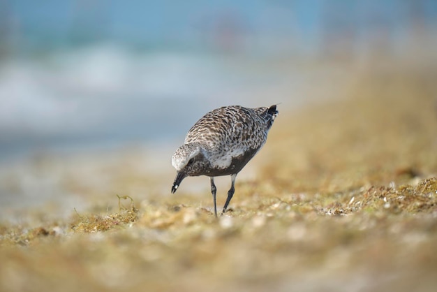 BlackBellied Plover wild sea birdlooking for food on seaside in summer