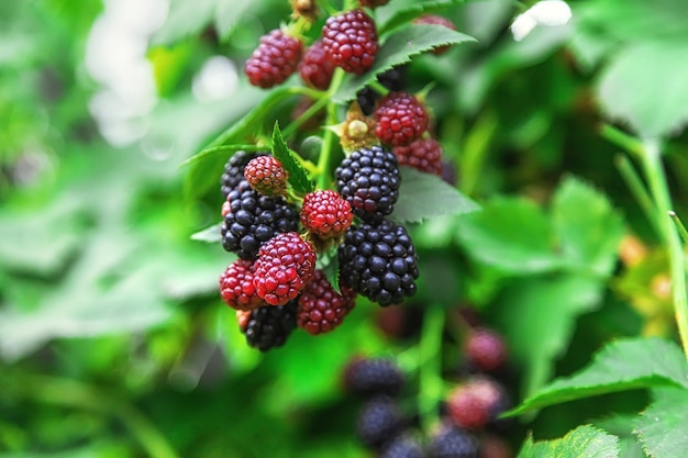 Blackberries grow in the garden. Selective focus.