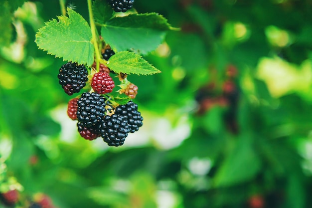 Blackberries grow in the garden. Selective focus.