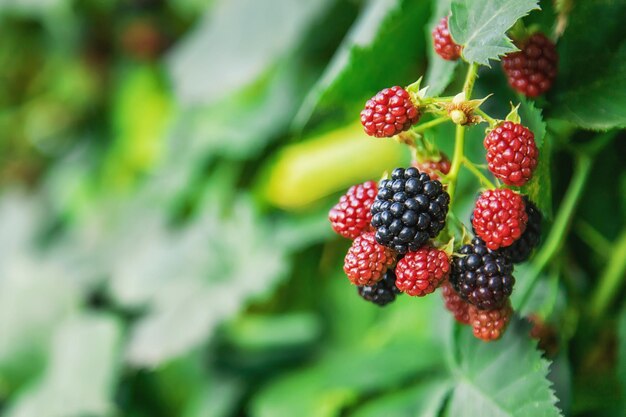 Blackberries grow in the garden. Selective focus.