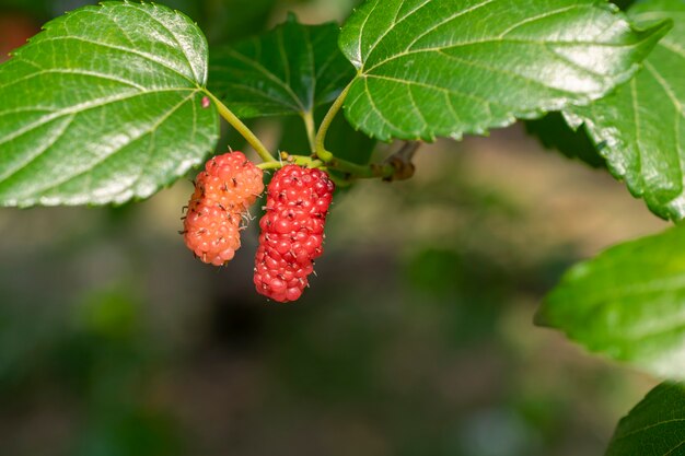 Photo blackberries hanging on the tree