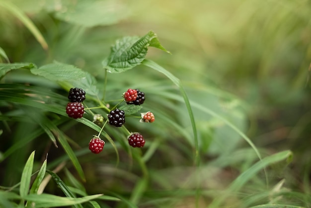 Blackberries ripening on bush among grass in forest