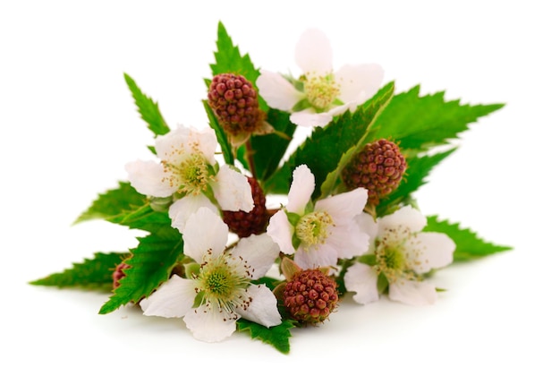 Blackberries and wild blackberry flowers