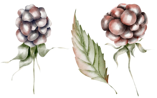 Blackberry berries on branch and leaf watercolor isolated set