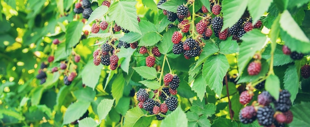 Blackberry berries on the bushes in the garden. Selective focus.