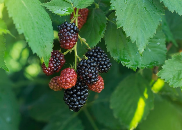 Blackberry berries Ripe and unripe berries