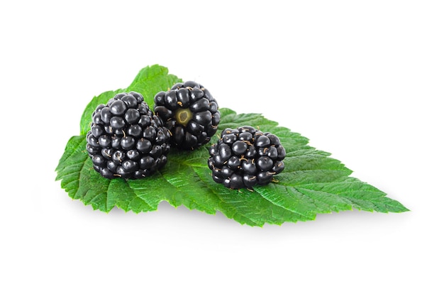 Blackberry berries with green leaf isolated on white background