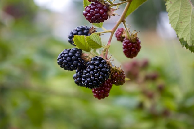 Blackberry on a branch Selective focus