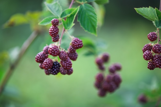 Blackberry bush in a garden