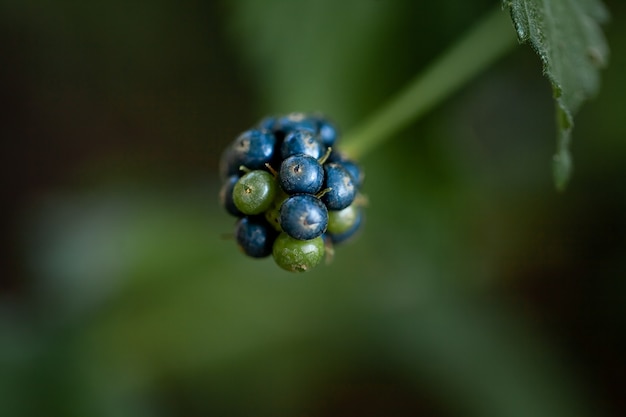 blackberry close-up