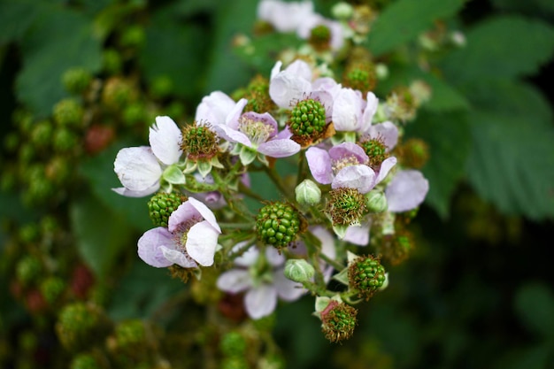 Blackberry flower plant