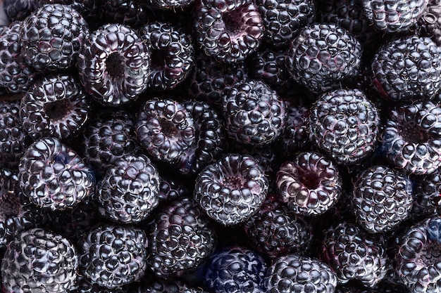 Photo blackberry. fresh organic berries. background from fresh blackberrys