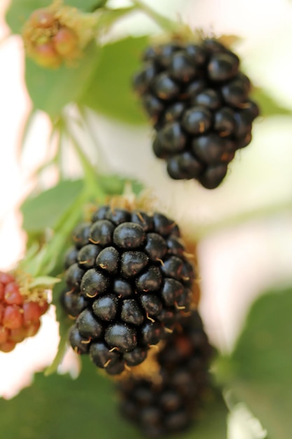 Blackberry fruit growing on branch