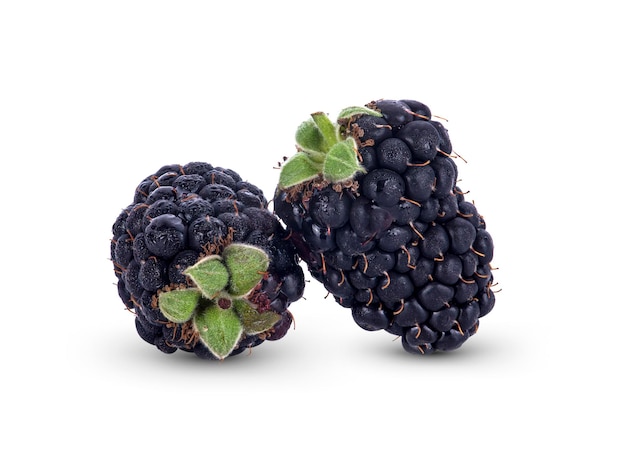 Blackberry fruit isolated on white background