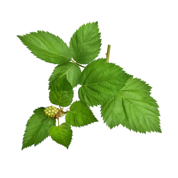 Blackberry fruits and leaves isolated