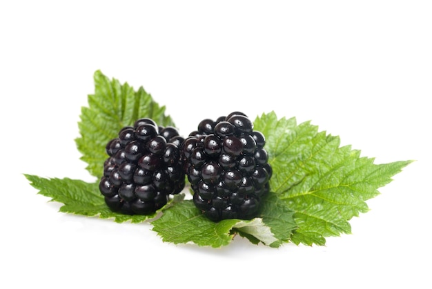 Blackberry on green leaf isolated on white