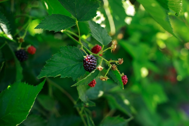 Blackberry grows on bushes closeup