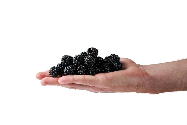 blackberry in a man's hand on a white background Isolate