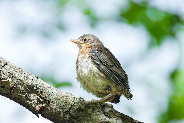 Blackbird rowan on a branch