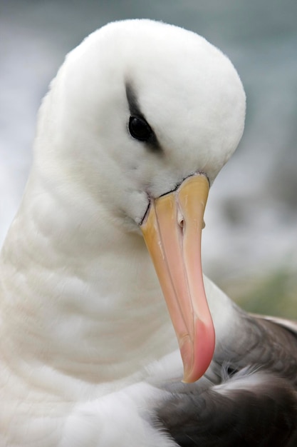 Blackbrowed Albatross Thalassarche melanophrys Falklands