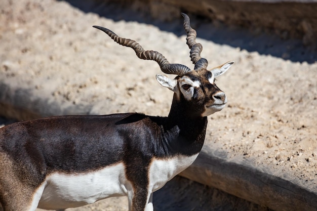 Blackbuck and indian antelope Mammal and mammals Land world and fauna Wildlife and zoology