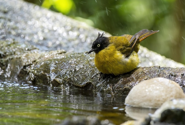 The Blackcrested bulbul perching on the rock Thailand