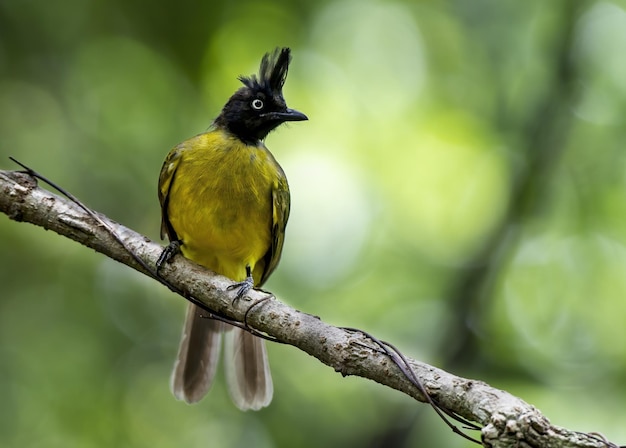 The Blackcrested bulbul perching on tree branch Thailand