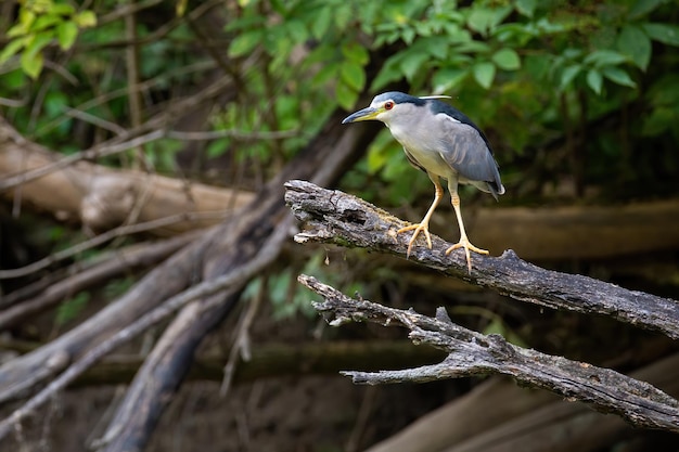 Blackcrowned night heron sitting on branch in summer