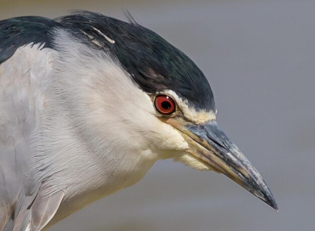 Blackcrowned NightheronNight Heron close up shot