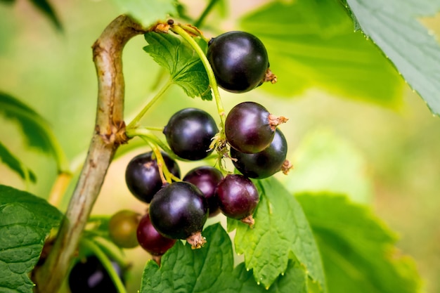 Blackcurrant berries on the branch among of the green leaf