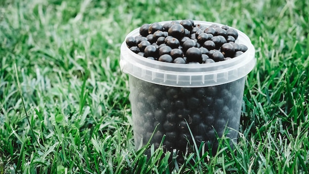 Blackcurrant in a plastic bucket on a background of green grass