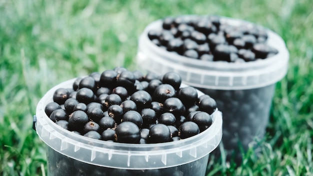 Blackcurrant in a plastic buckets on a background of green grass