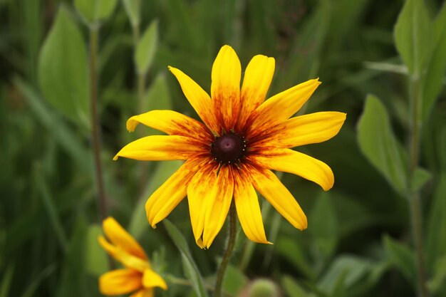 Blackeyed Susan in the garden Yellow Rudbeckia daisy flowers