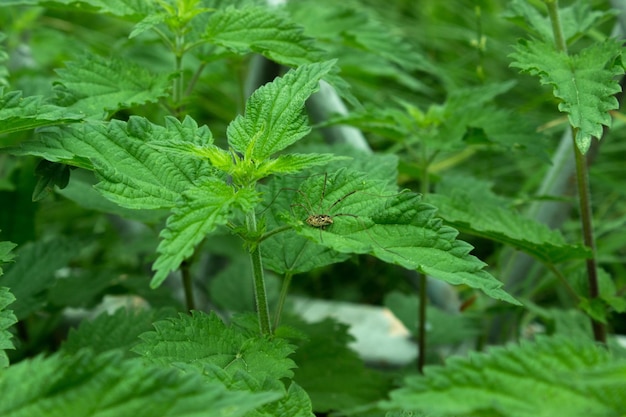 Blackfoot spider on a bush of green dioecious nettle