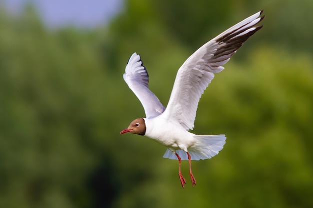 Blackheaded gull with open wings in summer nature