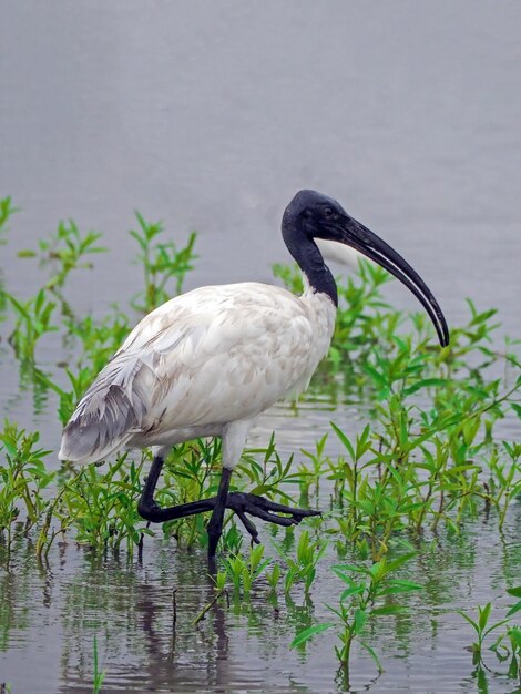 Blackheaded ibis