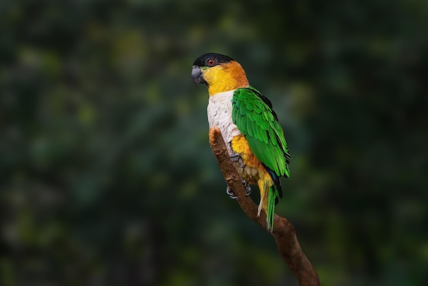 Photo blackheaded parrot bird pionites melanocephalus