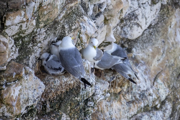 Blacklegged Kittiwake Rissa tridactyla nesting in the cliffs at Bempton in Yorkshire