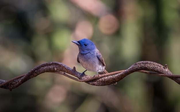 Blacknaped Monarch on branch tree in forest