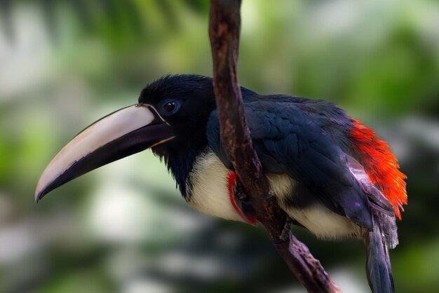 Blacknecked Aracari bird Pteroglossus aracari