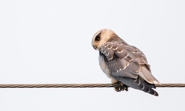 Blackshouldered kite on electrical wires with white background