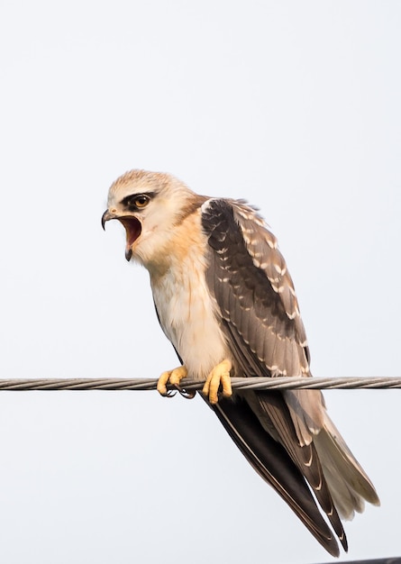 Blackshouldered kite on electrical wires with white background