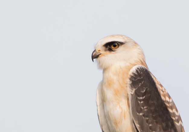 Blackshouldered kite on electrical wires with white background