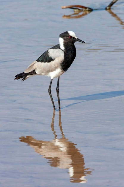 Blacksmith Lapwing or Blacksmith Plover